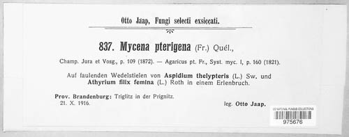 Mycena pterigena image
